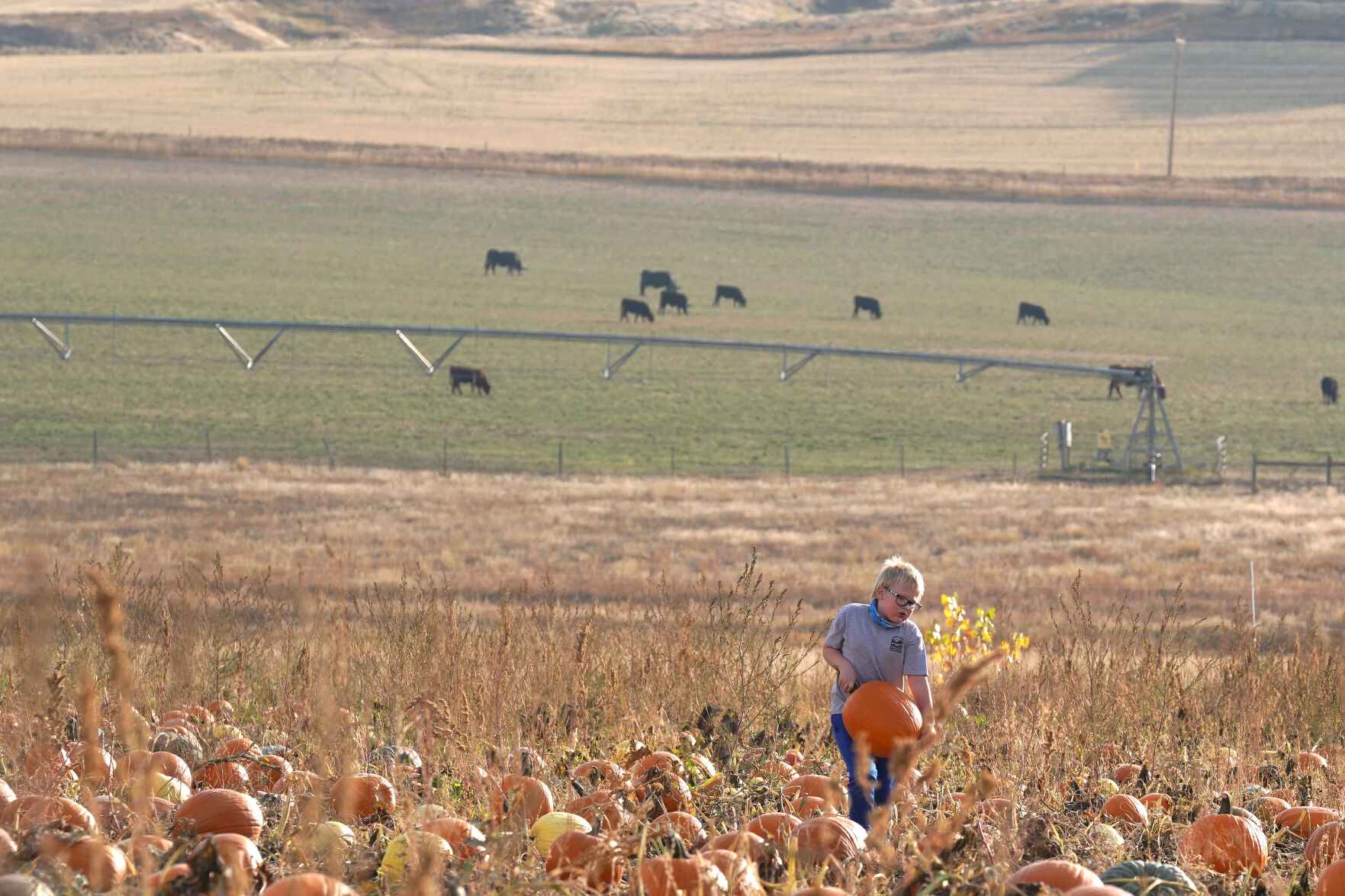 Pumpkin Patch Standalones 007.jpg